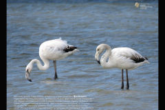 flamingo-1