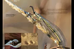 muravinyj-lev