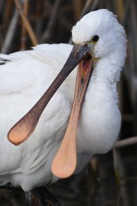 Альт